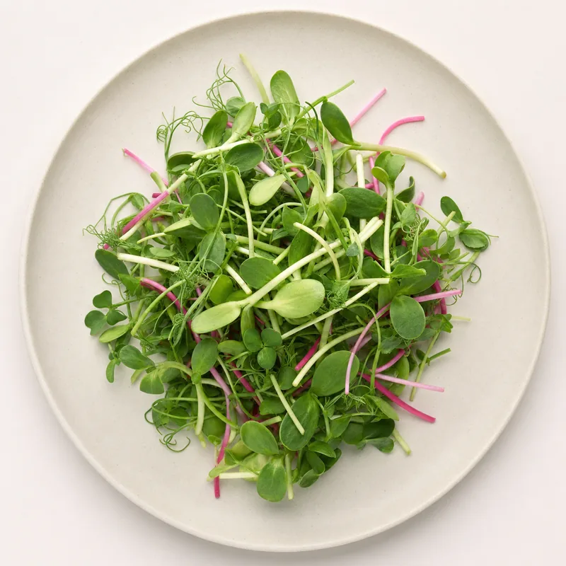 A blend of fresh microgreens on a cream plate