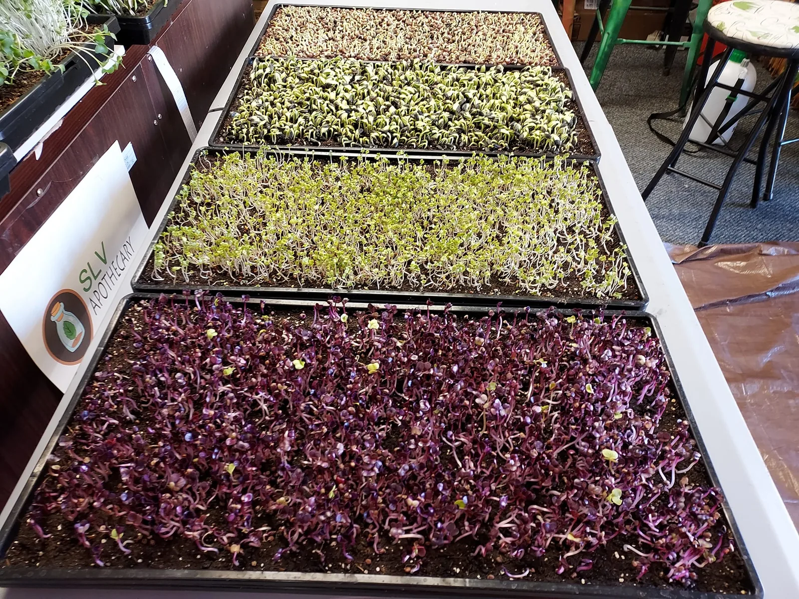 Trays of fresh radish, sunflower, pea, and broccoli microgreens grown by SLV Microgreens in Alamosa
